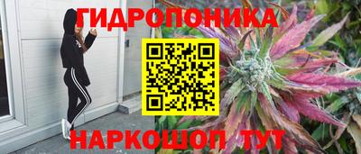 шишки Усть-Илимск